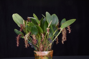 Pleurothallis pedunculata Jack Jack CBR/AOS 0 pts.